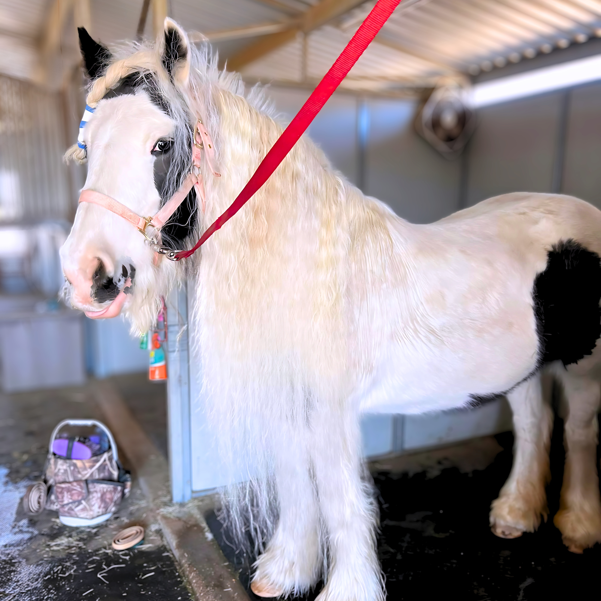 apple-valley-horse-paddocks.jpg