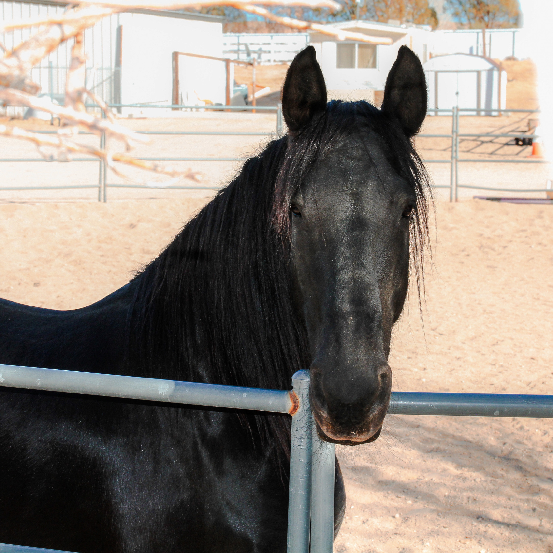 high-desert-horse-riding-lessons.jpg
