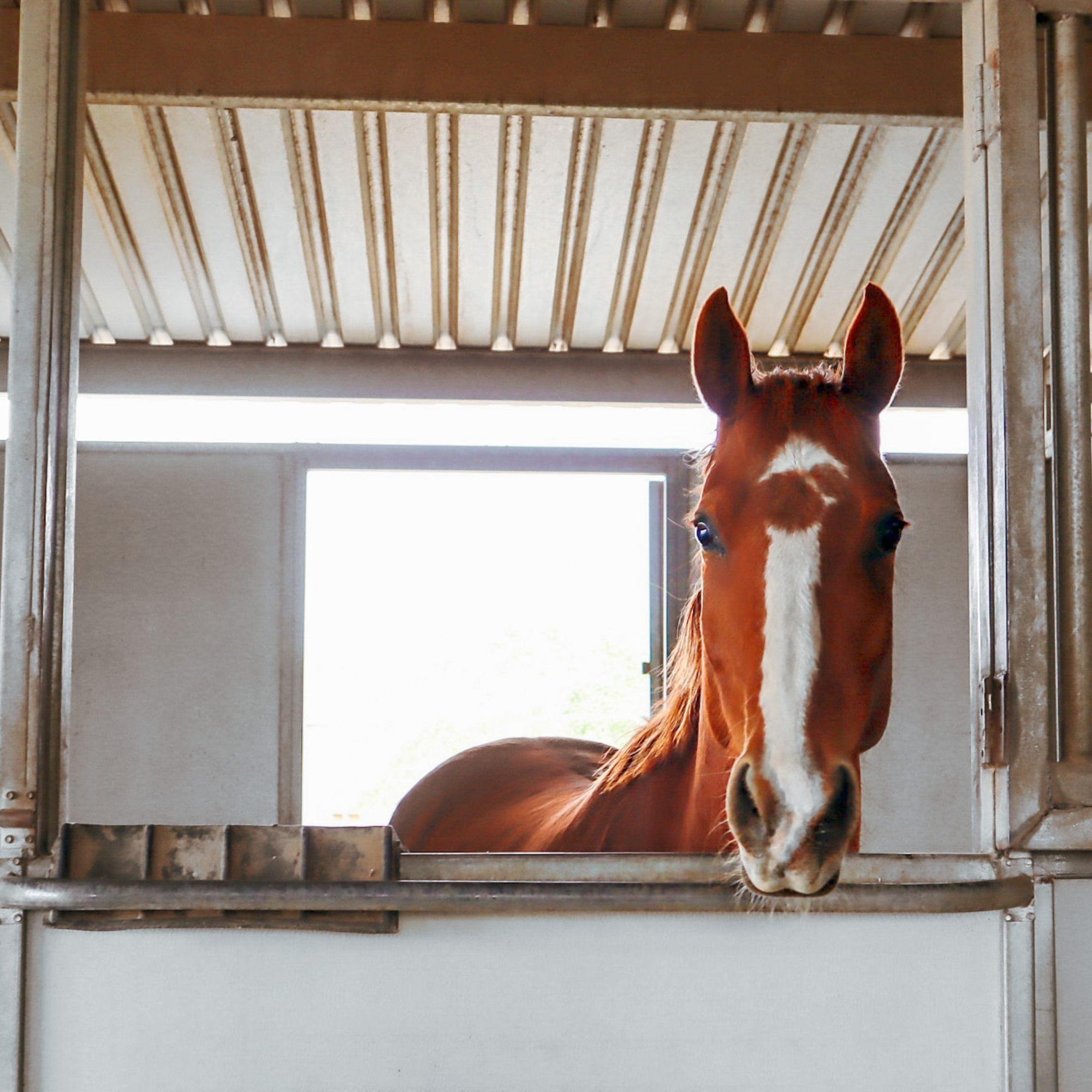 horseback-lessons-victorville-ca.jpg