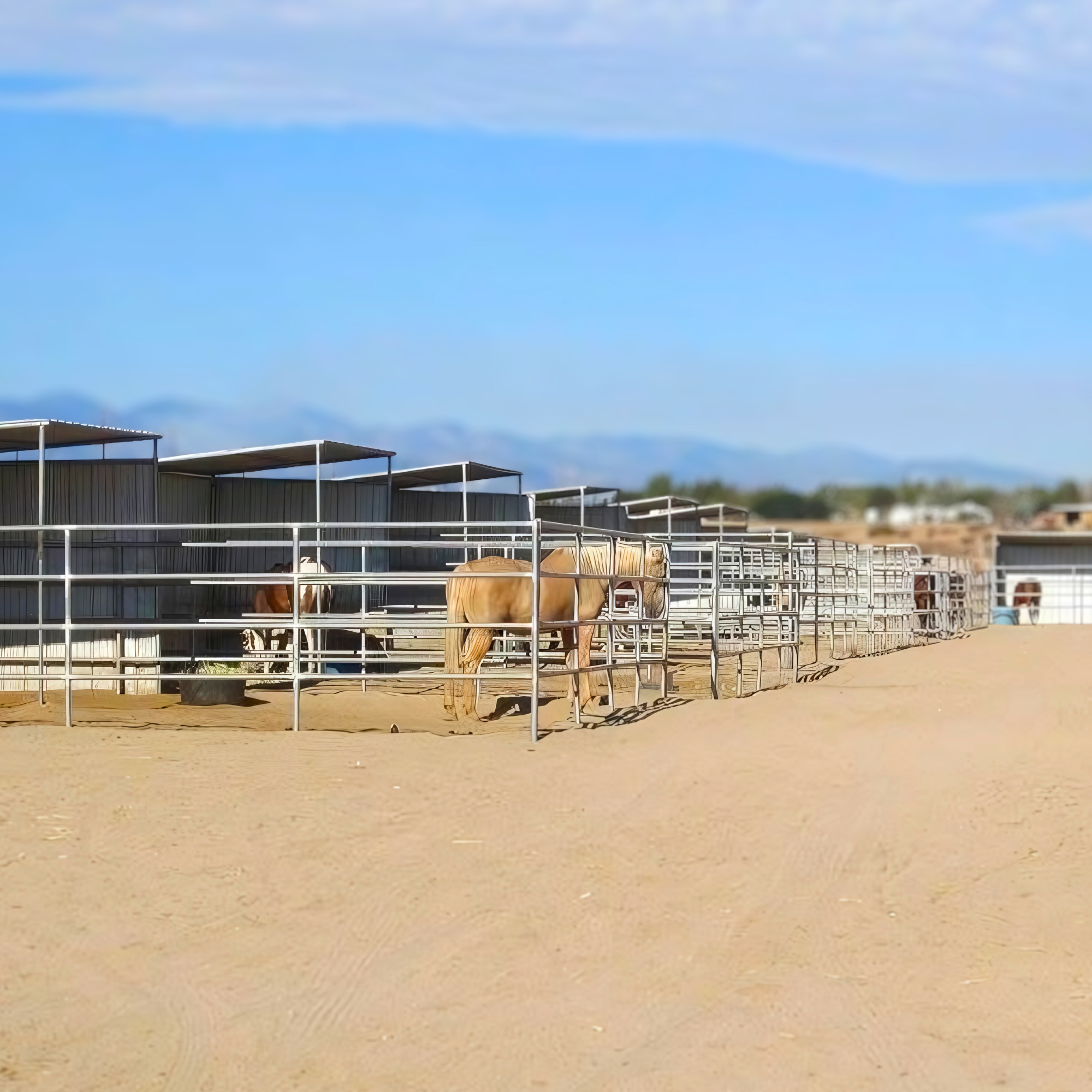 luxury-horse-boarding-apple-valley.jpg